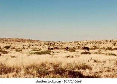 Horses West Texas Field Desert Day 
