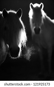 Horses In Winter Barn