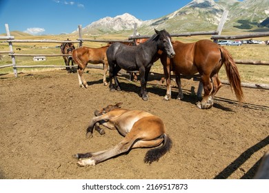Horses in a wooden fence in a paddock. Tired horse lying down resting. Young mare lying on the ground in an outdoor enclosure. Fence of horse.
