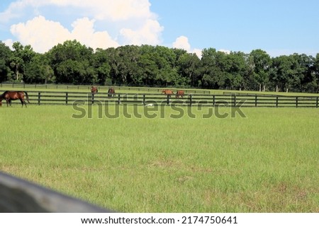 Horses yearlings mares foals and cattle egret birds in a paddock