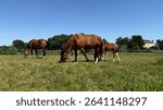 Horses with young animals grazing on a green meadow outside in spring. Risch, Switzerland.