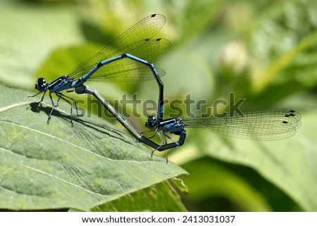 The horseshoe azure damsel, Coenagrion puella, is the second most common dragonfly species in Bavaria; under optimal water conditions, several hundred animals can be observed at the same time.