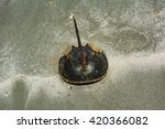 horseshoe crab