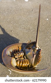 Horseshoe Crab