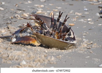 Horseshoe Crab