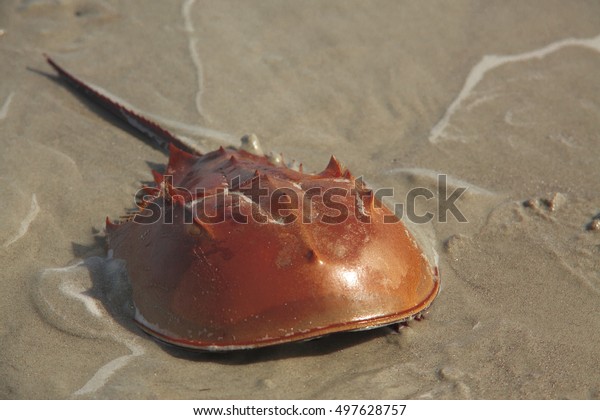 Horseshoe\
Crab
