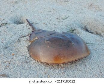 Horseshoe Crab Carapace On The Beach