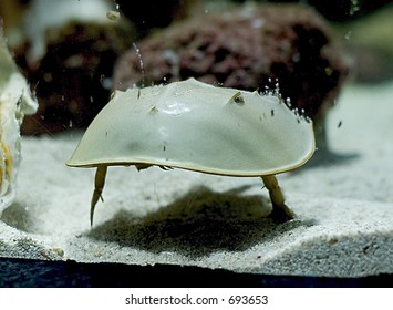 Horseshoe Crab Close-up