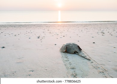 Horseshoe crab crawling back to the ocean on the beach on Delaware Bay at sunrise