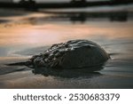 a horseshoe crab in the early morning surf 