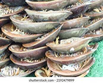 The Horseshoe Crab Eggs Are Cooked And Eaten.