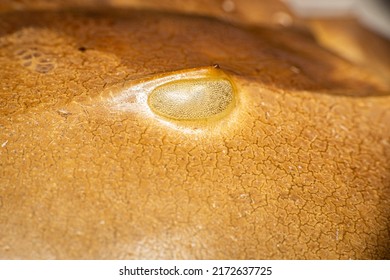 Horseshoe Crab Eye Up Close