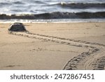 Horseshoe Crab heading to the sea