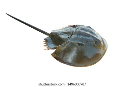 Horseshoe crab isolated on white background with clipping path.