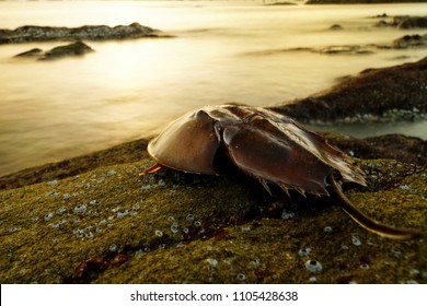 Horseshoe crab or King crab on the rock beach. Seascape and cloudscape on background. Selective focus and free space for text.