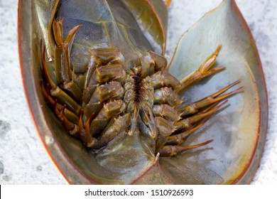 341 Limulus Polyphemus Images, Stock Photos & Vectors 