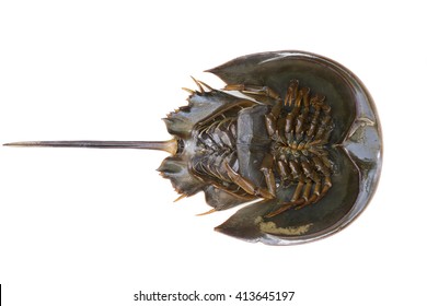 Horseshoe crab or Limulus polyphemus in the under surface shot from top view isolated on white background. Horseshoe crab's blue blood is vital resource for medical purposes so it's very expensive.