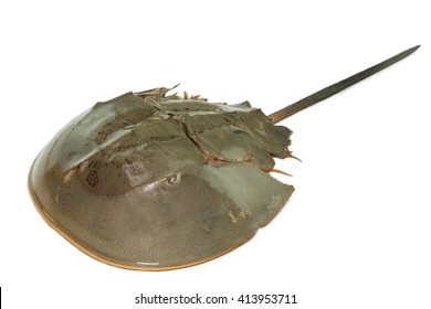 Horseshoe Crab Or Limulus Polyphemus In The Upper Surface Shot From Top View Isolated On White Background. Horseshoe Crab's Blue  Blood Is Vital Resource For Medical Purposes So It's Very Expensive.