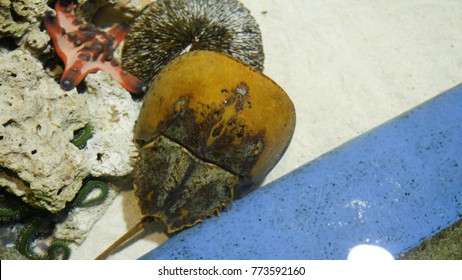 Horseshoe Crab The Oldest Prehistoric Creature In The World In Aquarium. Used In Pharmacy Because Of Blue Blood. Horseshoe Crab At The Aquarium. A Xiphosura In An Aquarium