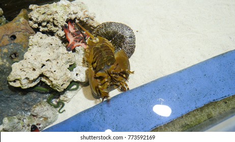 Horseshoe Crab The Oldest Prehistoric Creature In The World In Aquarium. Used In Pharmacy Because Of Blue Blood. Horseshoe Crab At The Aquarium. A Xiphosura In An Aquarium