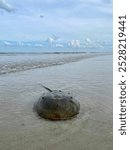 Horseshoe crab on a beach in Florida