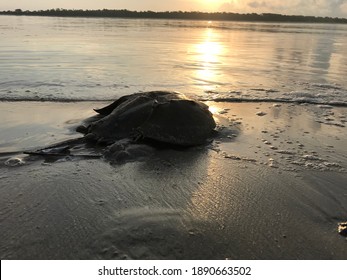 Horseshoe crab on the beach at sunrise