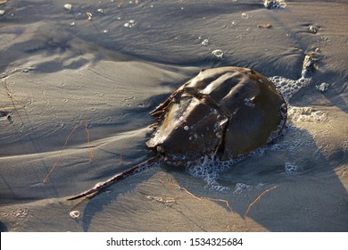 horseshoe crab on the beach at sunset