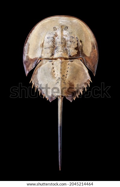 Horseshoe crab on black background isolated\
close up top view, marine arthropod with domed horseshoe-shaped\
shell and long tail-spine, ancient sea animal, lat. Xiphosura,\
Limulus polyphemus
