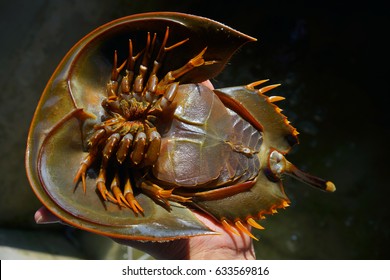 Horseshoe crab on the human hand, Blood of horseshoe crab is a vital resource to the medical field. Blue blood color and its ability to identify bacterial contamination in small quantities.