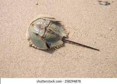 Horseshoe crab on sandy beach
