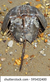 Horseshoe Crab On Sandy Beach With Marking On Shell That Looks Like A Third Eye