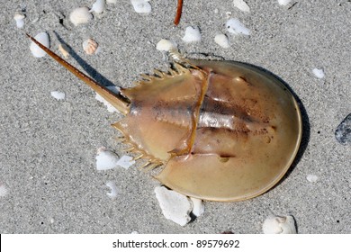 Horseshoe Crab on a white sand beach, Sanibel Island Florida