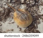           Horseshoe crab resting on the sand