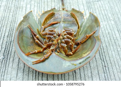 Horseshoe Crab Sea Animal Stock Photo 1058795276 | Shutterstock