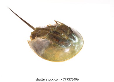 Horseshoe crab sea animal on white background  / Image white background
