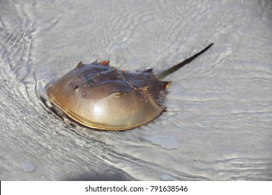 horseshoe crab in a shallow water