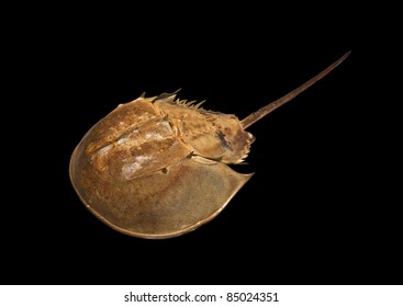 horseshoe crab shell