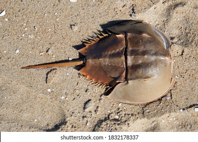 Horseshoe  crab shell on Atlantic Ocean beach.                          
