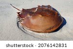 Horseshoe crab -  shell on a sandy beach