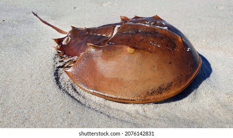 Horseshoe crab -  shell on a sandy beach