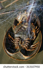 Horsecrab Images, Stock Photos & Vectors | Shutterstock