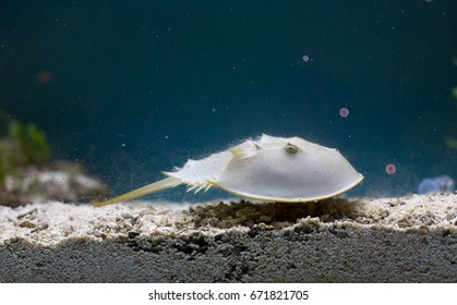 Horseshoe Crab (the Oldest Prehistoric Creature In The World) In Aquarium. Used In Pharmacy Because Of Blue Blood