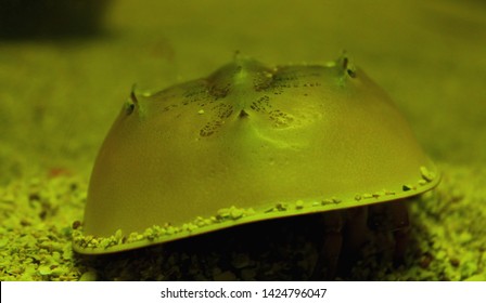 A Horseshoe Crab Underwater In Croatia