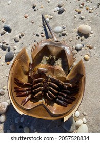 Horseshoe Crab Upside Down On Sandy Stock Photo 2057528834 | Shutterstock