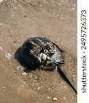 horseshoe crab washed up on the beach with barnacles