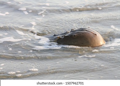 Horseshoe crab in the waves at the beach
