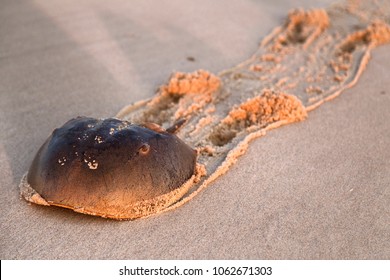 Horseshoe crab,close up, crawls along the sandy beach.Crab's tracing. Atlantic ocean beach, NC.USA