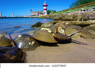 Horseshoe Crabs Beach                 
