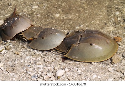 Horseshoe Crabs Mating