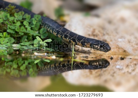 Horseshoe whip snake drinking water